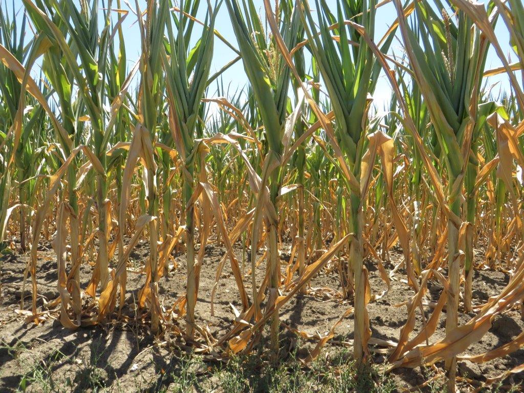 Ilustracija: suša kukuruza, foto: Domaćinska kuća