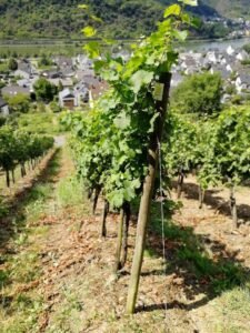 Ilustracija: vinograd u Nemačkoj, foto: Domaćinska kuća
