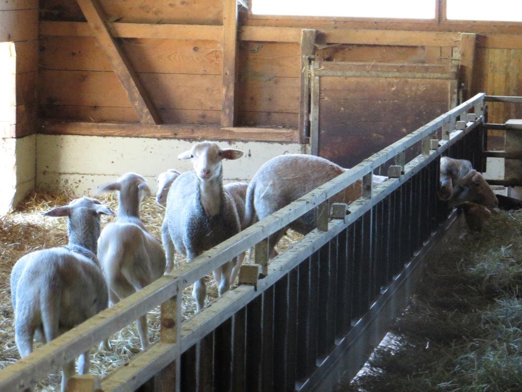Ilustracija: farma ovaca, foto: Domaćinska kuća