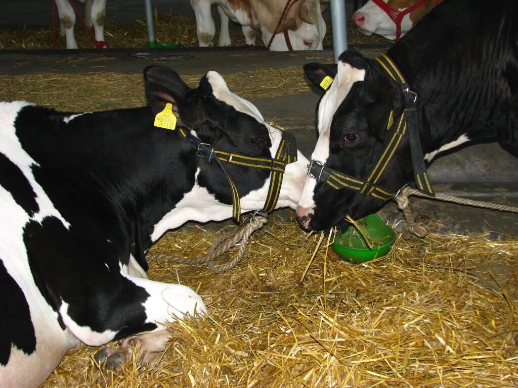 Ilustracija: farma krava, foto: Domaćinska kuća