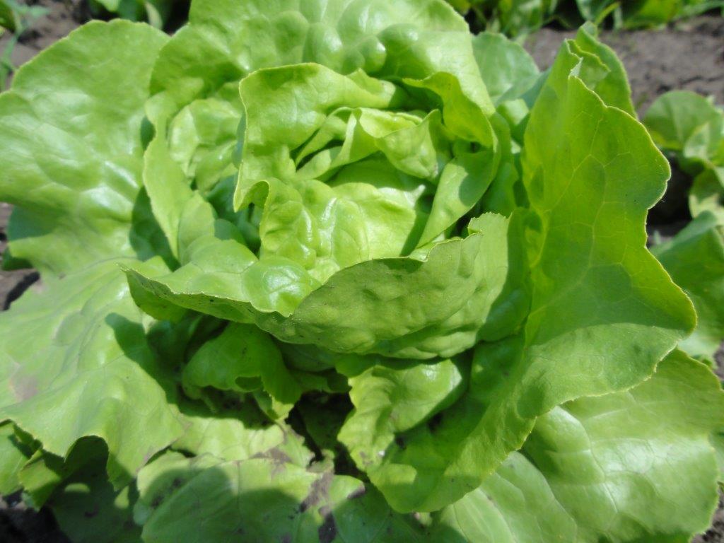 Ilustracija: zelena salata, foto: Domaćinska kuća