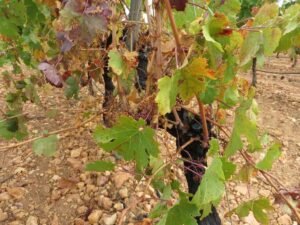Ilustracija: Vinograd u jesen, foto: Svetlana Kovačević