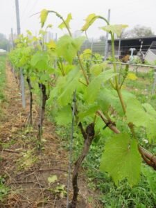 Ilustracija: vinograd, foto: Domaćinska kuća
