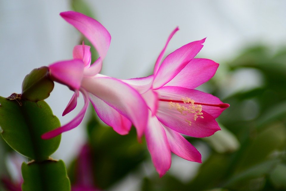 chIlustracija: Bođićni kaktus, foto: pixabay