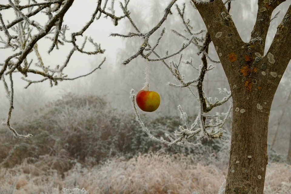 Ilustracija: voće zimi, foto: pixabay