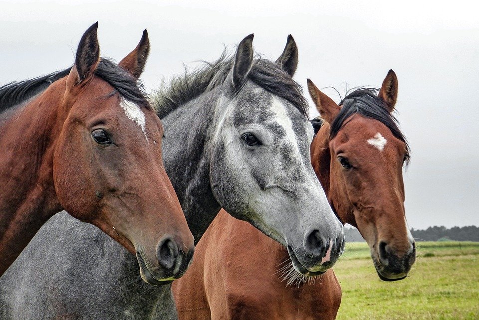 Ilustracija: konji, foto: pixabay