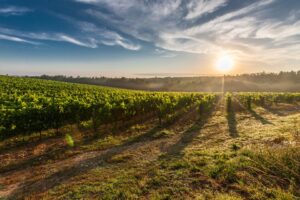 Ilustracija: vinograd, foto: pixabay