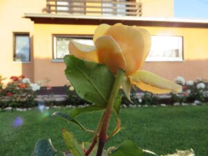 Ilustracija: Ruže, foto: Svetlana Kovačević, foto: Domaćinska kuća