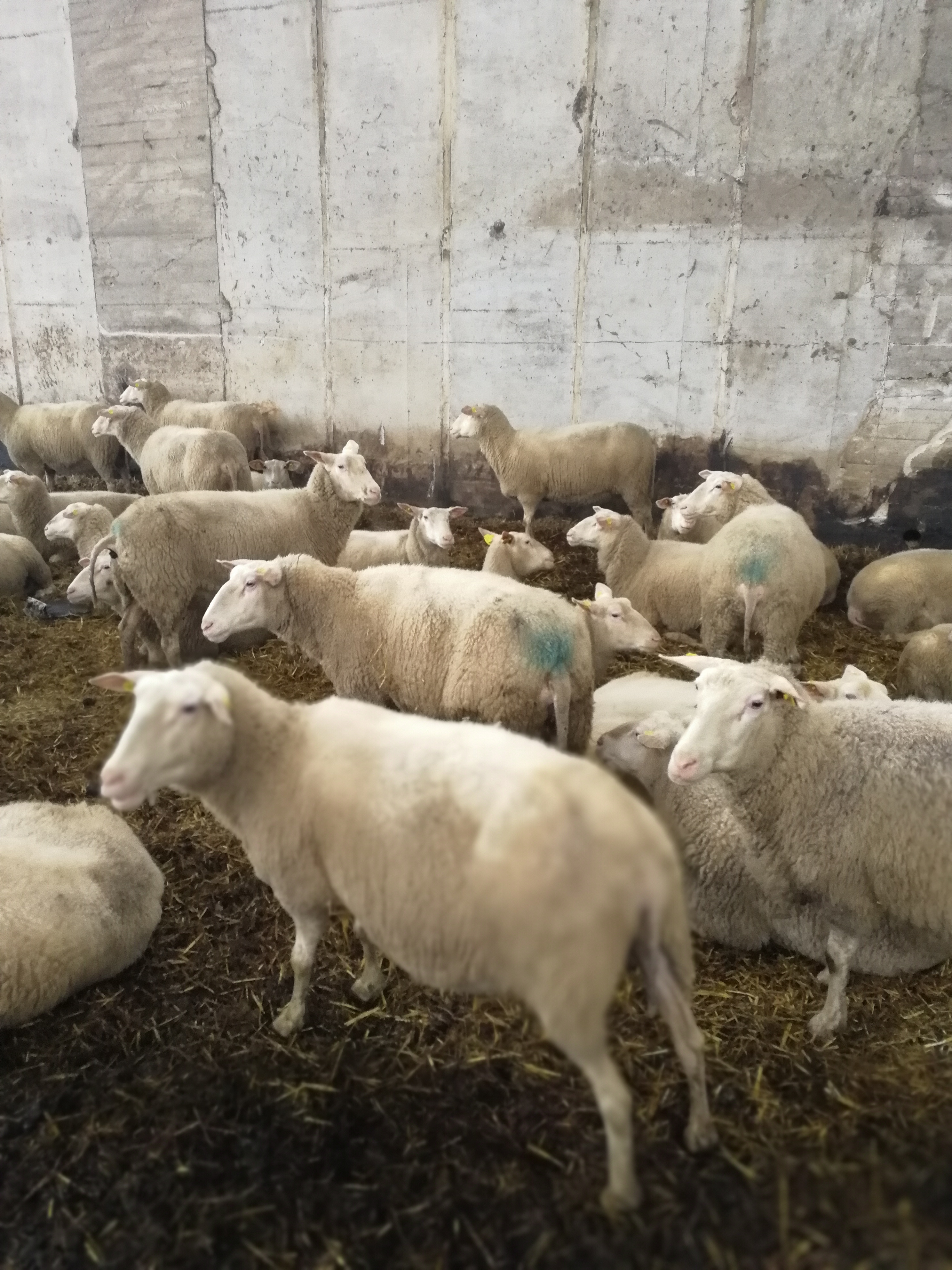 Ilustracija: ovce, foto: Svetlana Kovačevič, Domačinska kuća