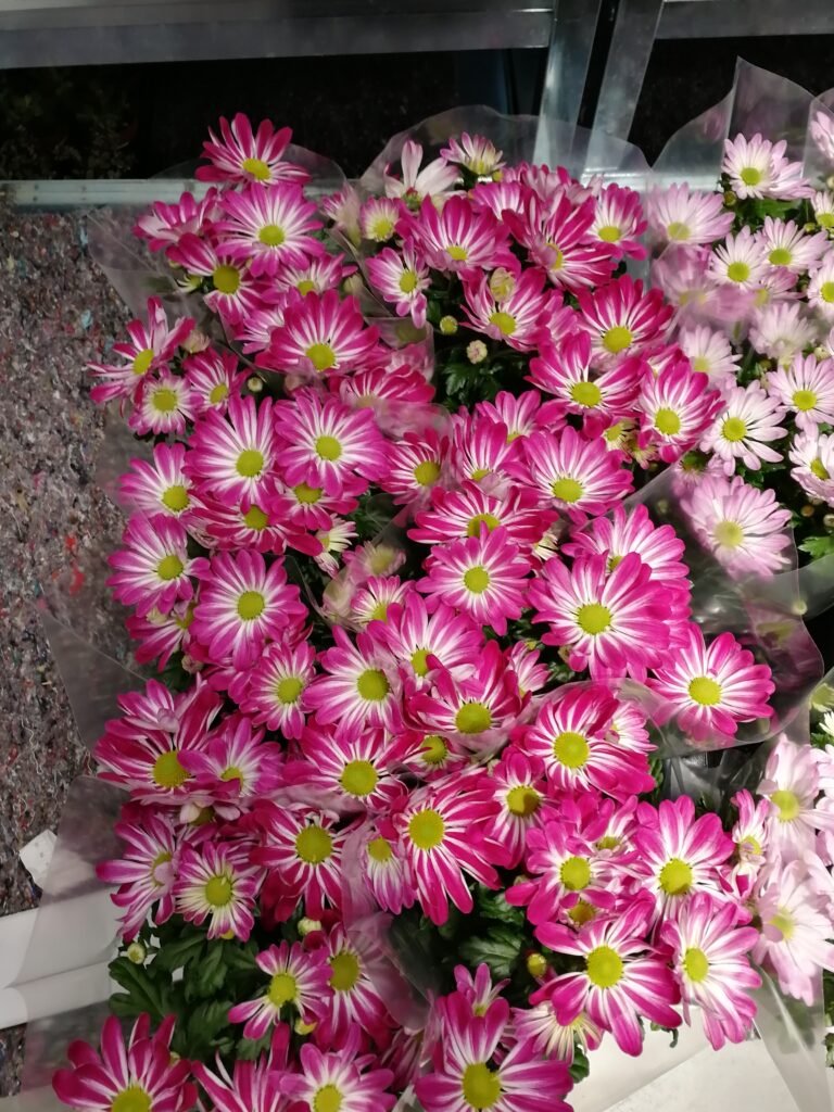 Ilustracija: cveće, foto: Svetlana Kovačević, Domaćinska kuća