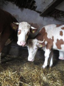 Ilustracija: farma iz okoline Gornjeg Milanovca, foto: Goran Đaković, Agropress