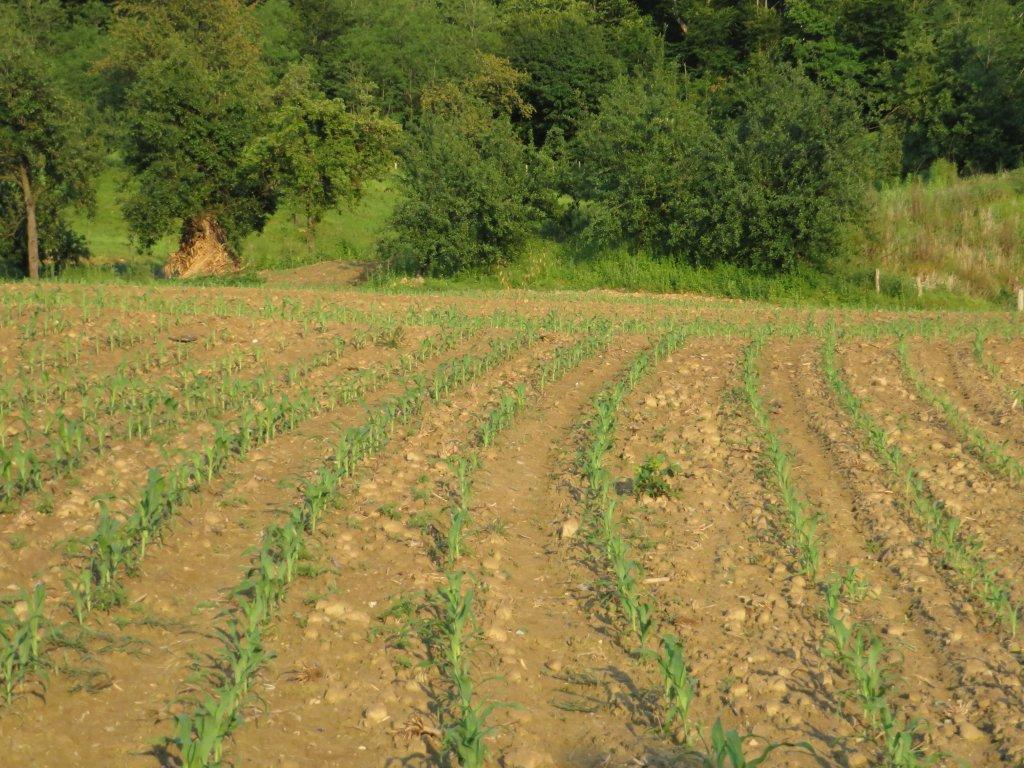 Ilustracija: nijva kukuruza, foto: Svetlana Kovačević, Domaćinska kuća