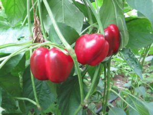 Ilustracija: paprika babura, foto: Svetlana Kovačević,Domačinska kuća