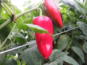 Ilustracija: paprika u plasteniku, foto: Svetlana Kovačević