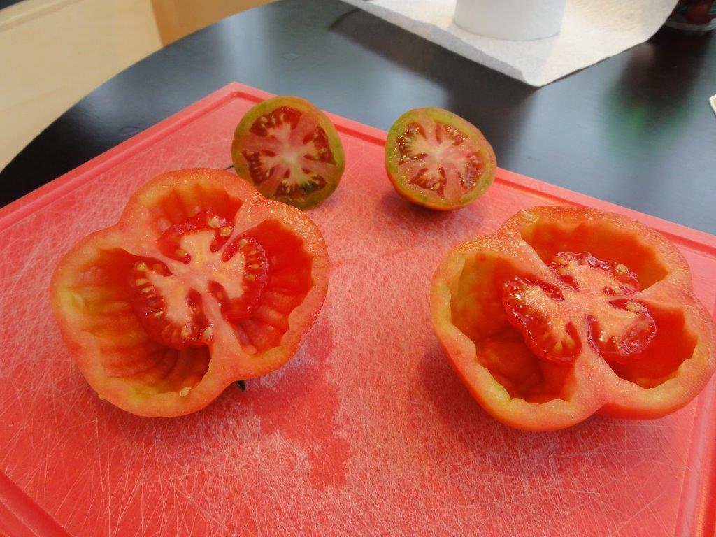 Ilustracija: paradajz, foto: Svetlana Kovačević