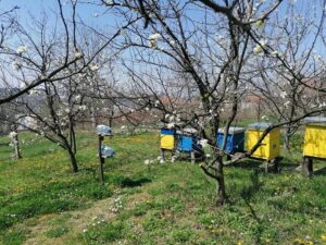 Ilustracija: pčelinjak u aprilu, foto: Svetlana Kovačević
