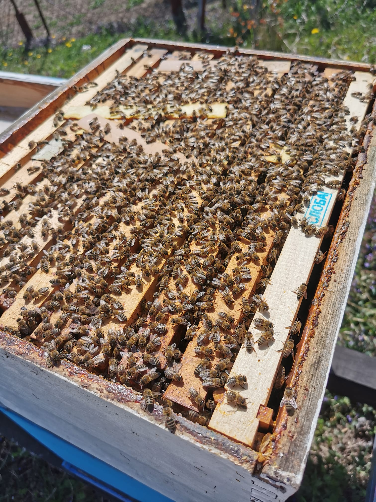 Ilustracija: pčele u košnici, foto: Slobodan Jevtić
