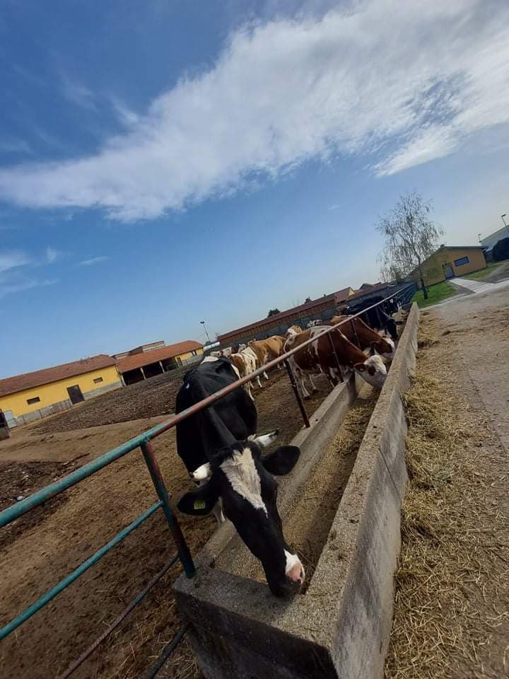 Ilustracija: Farma poljoprivredne škole u Valjevu, foto: I. D.