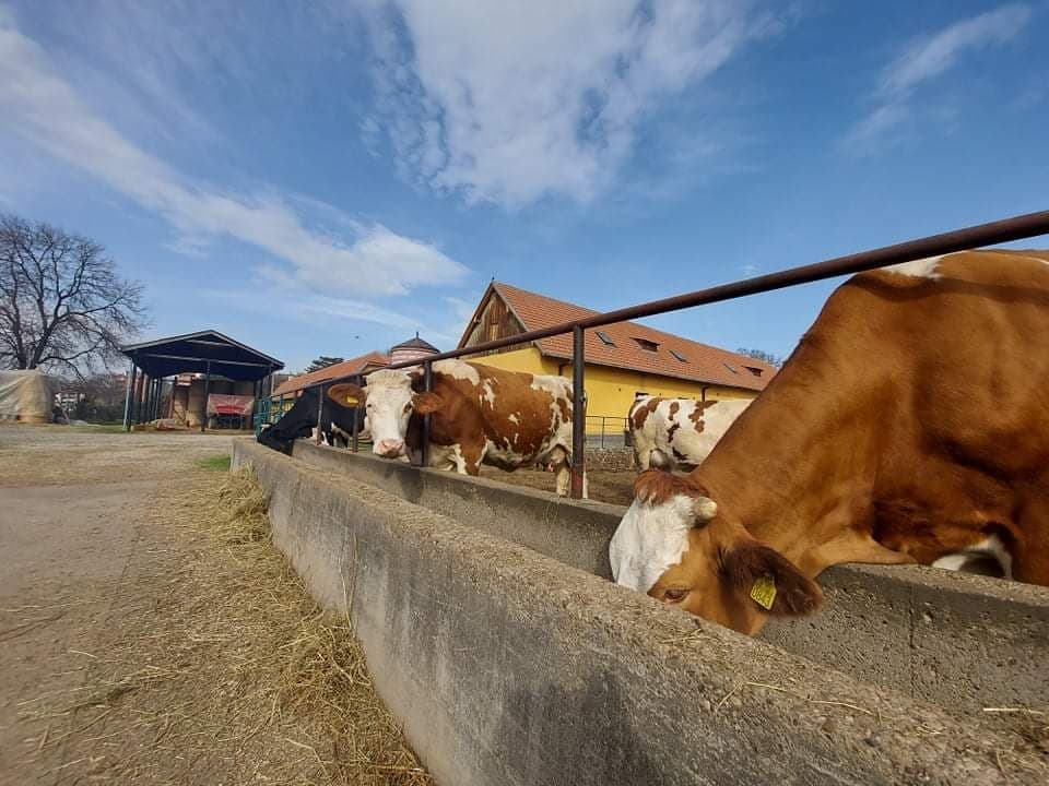 Ilustracija: Farma poljoprivredne škole u Valjevu, foto: I. D.