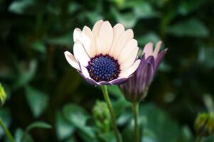 Ilustracija: afrička margareta, foto: pixabay