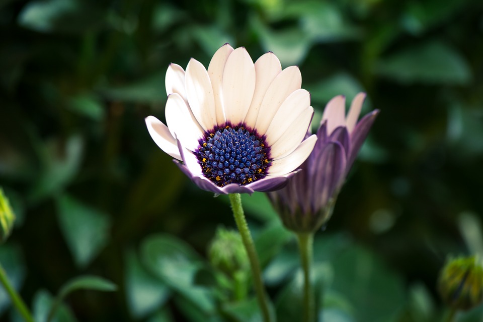 Ilustracija: afrička margareta, foto: pixabay