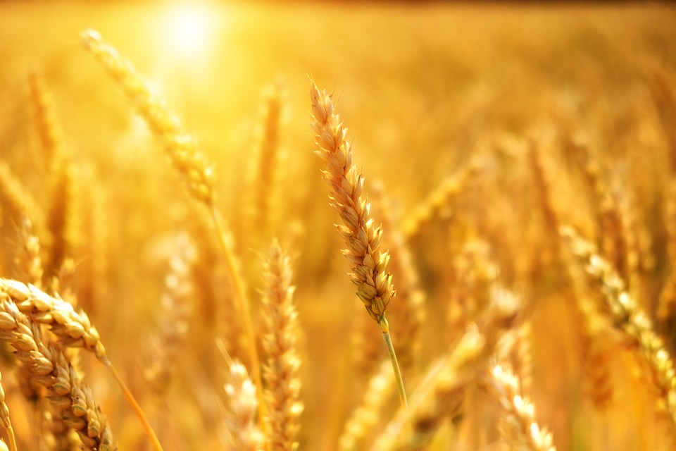 Ilustracija: pšenica, foto: pixabay
