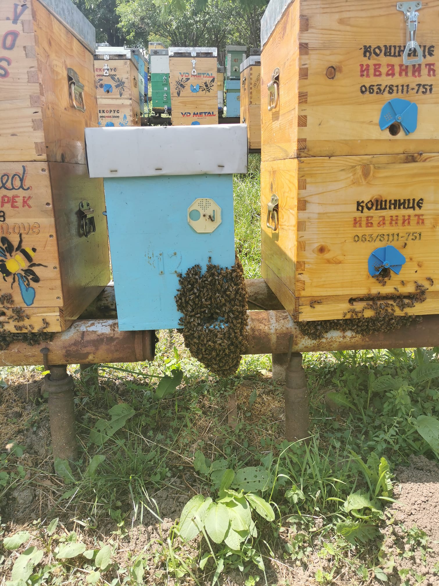 Ilustracija: pčelinjak, foto: Slobodan Jevtić