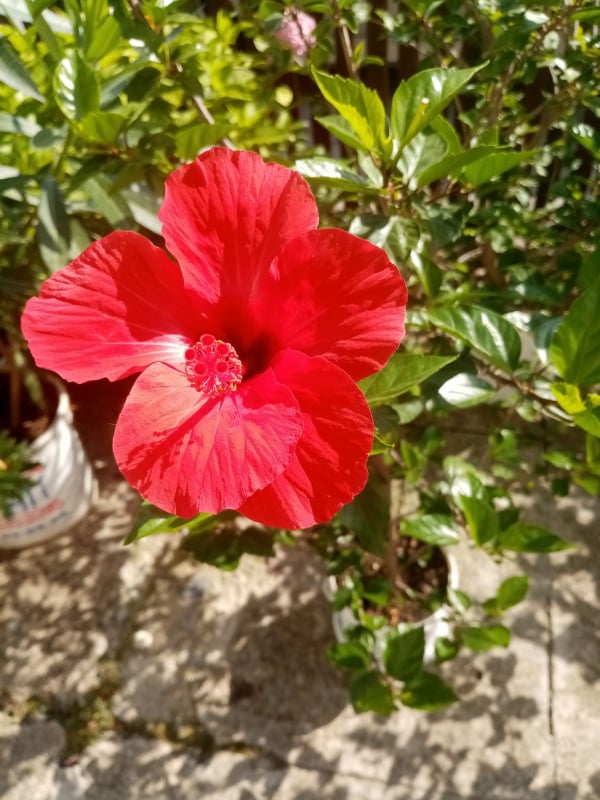 Ilustracija: hibiskus, foto: Svetlana Kovaćević