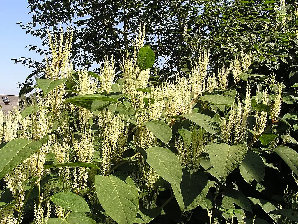 Foto: https://sr.wikipedia.org/