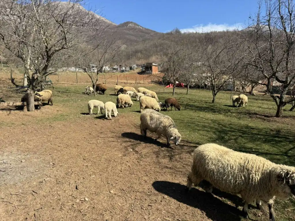 Svrljiška pramenka u Malom Krčimiru, foto: Marko Bubamara