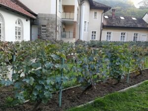 Ilustracija: Vinograd u manastiru Rakovica