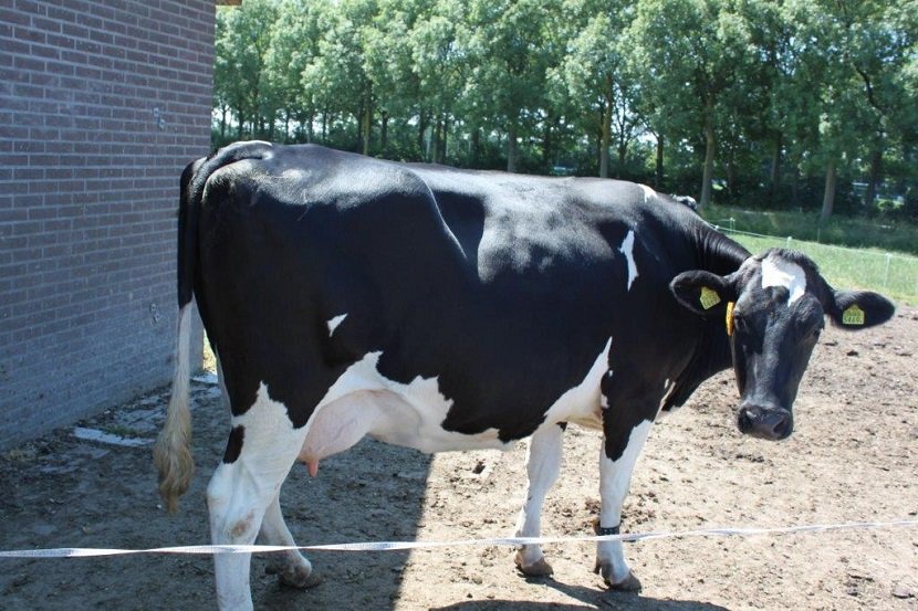 Ilustracija: farma - krave, Foto: Svetlana Kovačević 